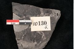 Foto (Detailansicht) von Alnus novae zeelandiae Ettingshausen (NHMW-GEO-2024-0188-10130b)